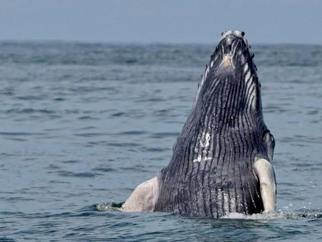 Una grande megattera che emerge con un salto dall'acqua dell'oceano.