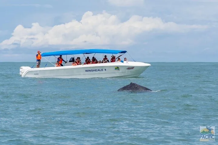 Una ballena emerge cerca de un barco turístico blanco lleno de pasajeros.
