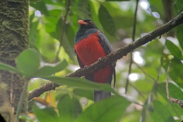 A brightly colored trogon bird perched on a branch in the forest.