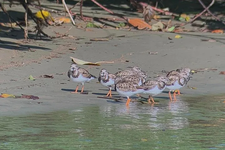 Una pequeña bandada de aves playeras de pie al borde del agua en una playa.